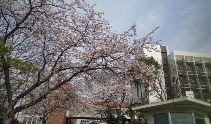 桜・校舎20160331_711×418