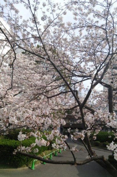 桜20160331_395×596